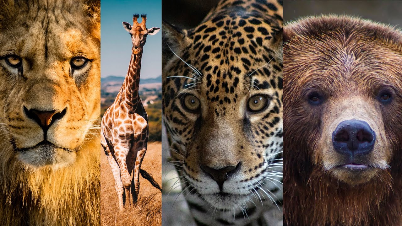 ᐈ Світ навколо нас: 5-10-20-100 неймовірних фактів про тварин