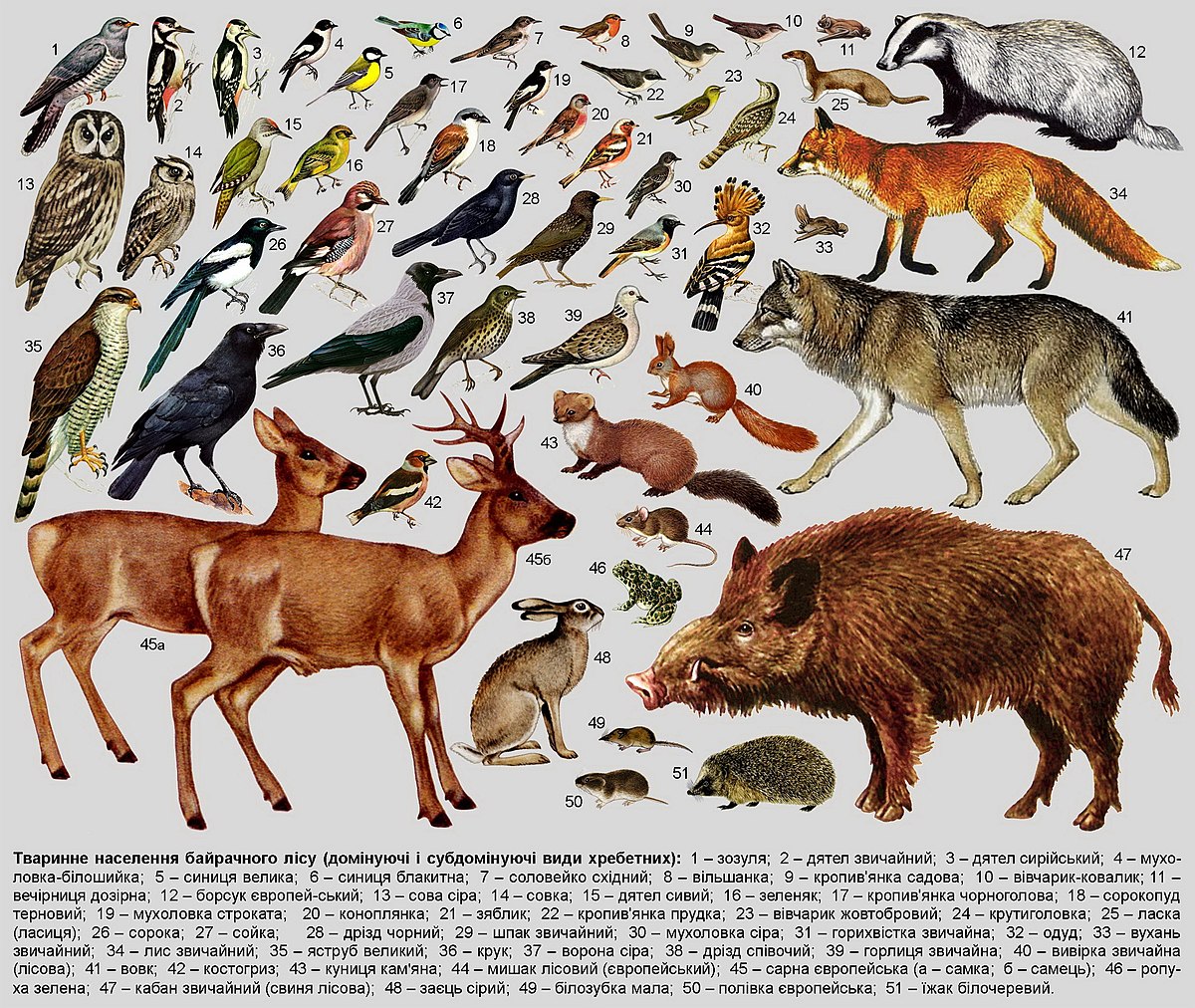 Таємниці природи: Цікаві факти про угруповання тварин та важливість біорізноманіття